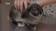Změny v očkování králíků: co byste měli vědět
